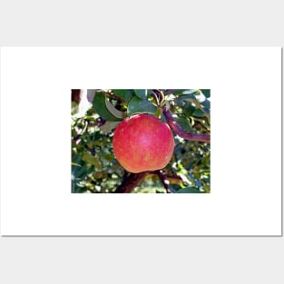 Honey Crisp Solo Posters and Art